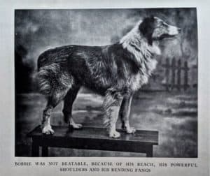 A black and white photo of a sable and white Collie with hind dewclaws, standing on a bench. The caption says "Bobbie was not beatable, because of his reach, his powerful shoulders, and his rending fangs.