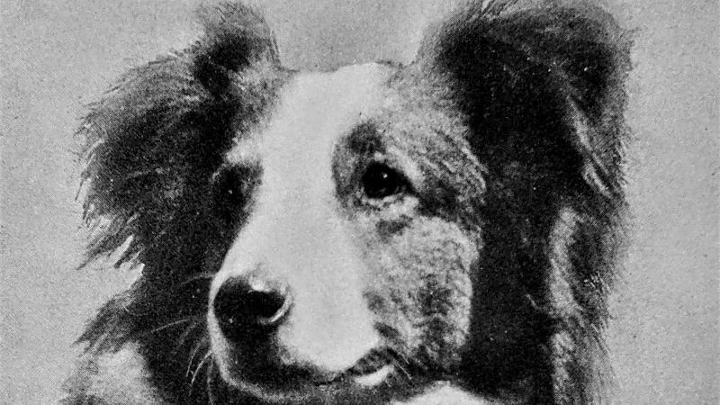 Lassie Come Home: The Book That Became a Great Dog Movie - America