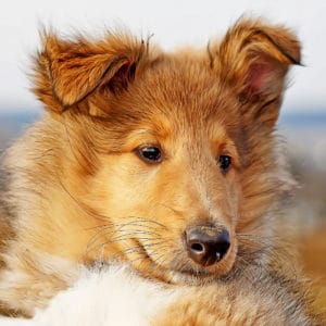 Rough Collie puppy