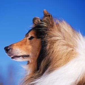 Rough Collie portrait