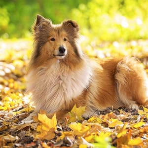 Collie dog lying down on autumn forest with golden leaves at sunlight