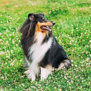 Long-Haired Collie