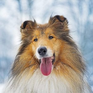 Portrait of rough collie, winter