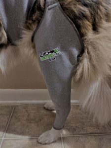 Rear leg closeup of a Collie wearing a Lick Sleeve on a hind leg