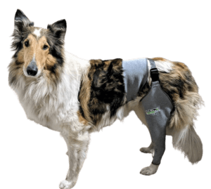 A sable and white Rough Collie wearing a Lick Sleeve on her rear leg