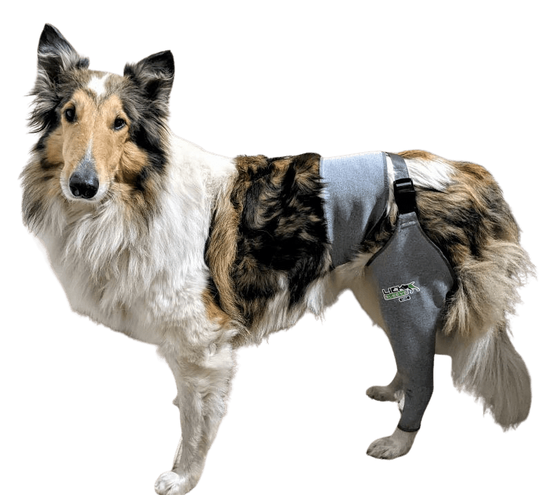 Lick Sleeve Product Review | Collie Chatter