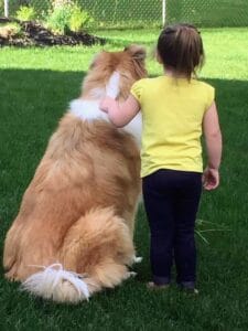 View from behind of a sable and white Collie sitting beside a toddler holding onto its neck fur