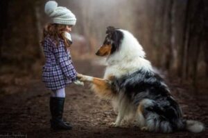 Are Collies Good with Kids?