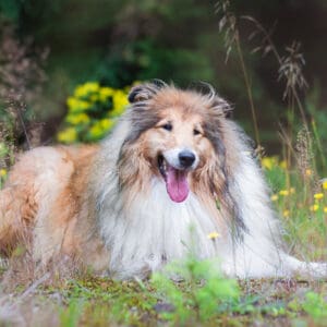 beautiful rough collie lying in grass field