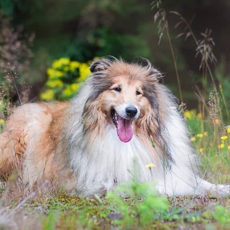 Are Rough Collies Lazy? | Collie Chatter