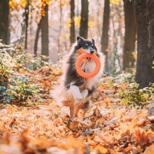 rough collie playing with ring toy