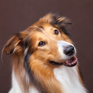 rough collie smiling portrait