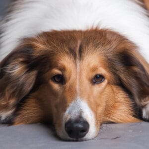 tired rough collie on floor