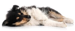 adorable rough collie puppy laying down