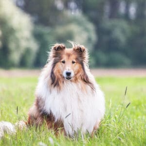 alert rough collie in a field