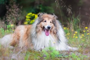Are Rough Collies Aggressive by Nature?