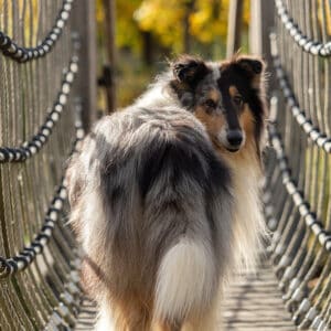 Beautiful Rough Collie crossing a bridge