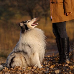 Blue Merle Rough Collie at a woman's feet