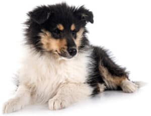 cute white and black rough collie puppy
