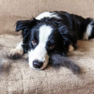 cute Border Collie laying on sofa