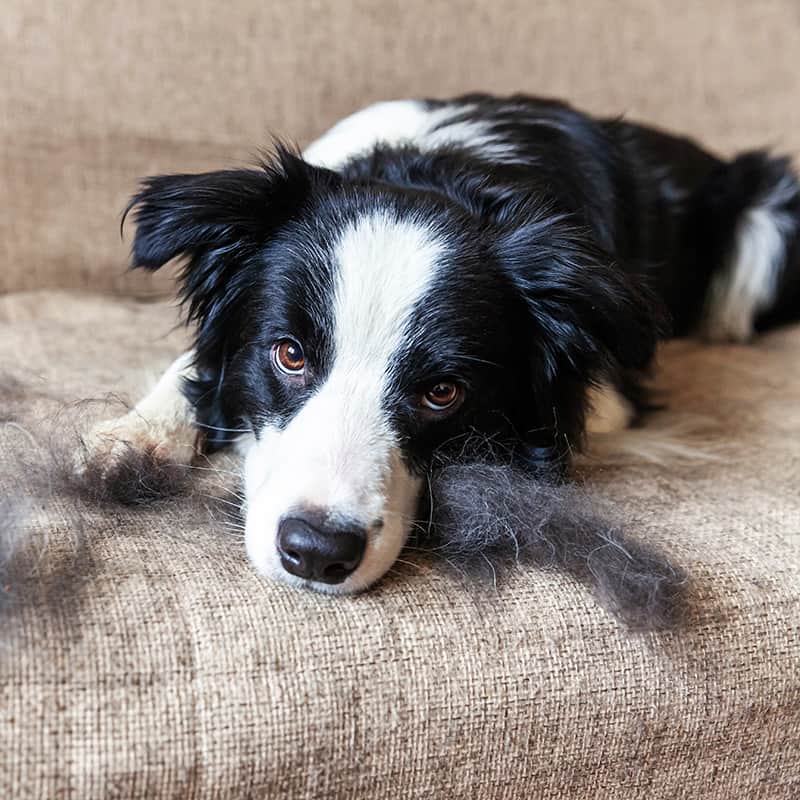 Are Collies Protective? | Collie Chatter