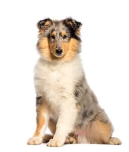 cute but serious rough collie puppy
