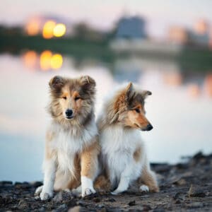 cute rough collie puppies at a lake
