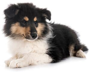 Cute tricolor Rough Collie puppy laying on floor