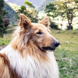 Gorgeous Rough Collie side portrait