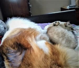 grey cat and rough collie laying on bed