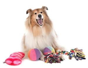 Happy rough collie with toys