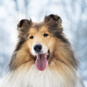 pretty rough collie snow portrait