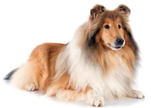 Pretty Rough Collie laying on floor