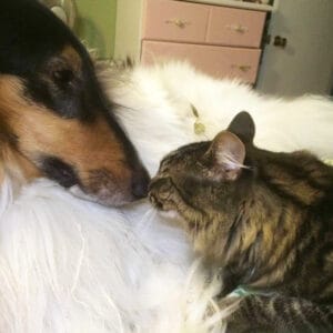 rough collie and kitten touch noses