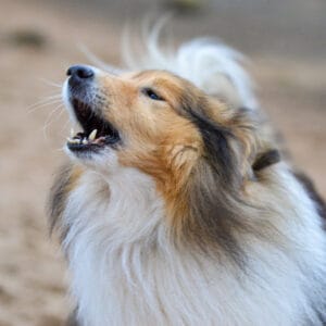 Rough Collie barking