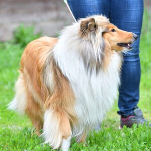 rough collie guarding owner