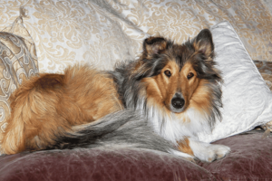 Can Rough Collies Be Left Alone?