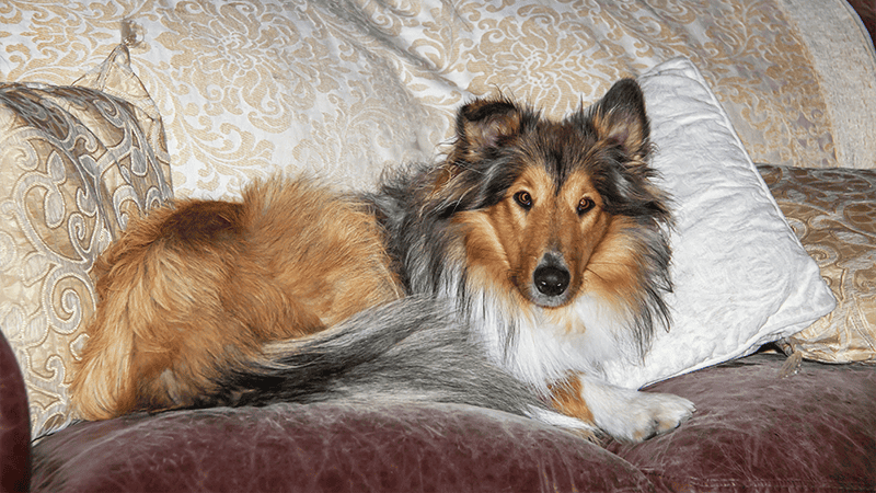 You are currently viewing Can Rough Collies Be Left Alone?