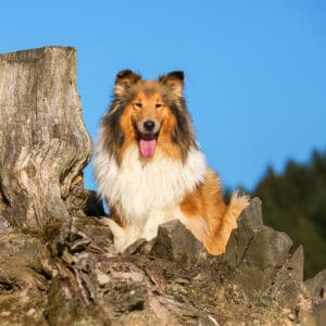Rough Collie on top of rocky hill