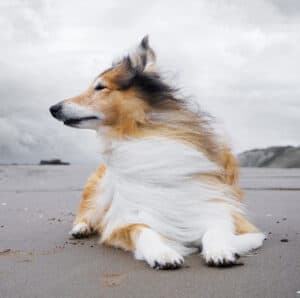 rough collie on a windy beach