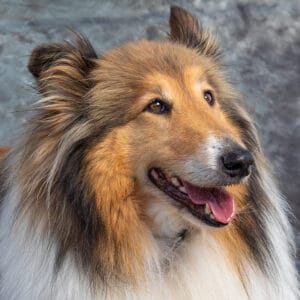 Rough Collie portrait