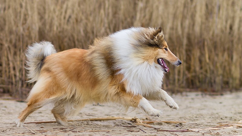 Collie running hot sale