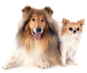 rough collie and chihuahua