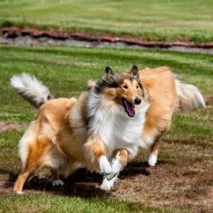 two rough collies running and playing