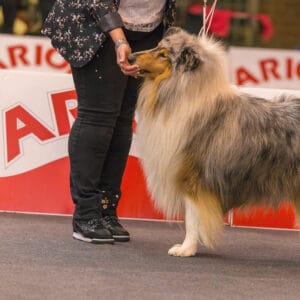 show collie getting a treat