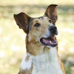 Smooth Collie dog in autumn scenery