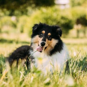 Tricolor Rough Collie laying in tall grass