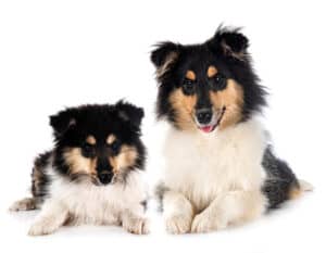 two cute rough collie puppies on the floor