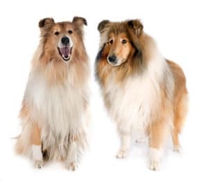 two rough collie brothers