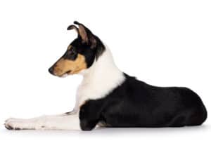 Cute Smooth Collie puppy side portrait